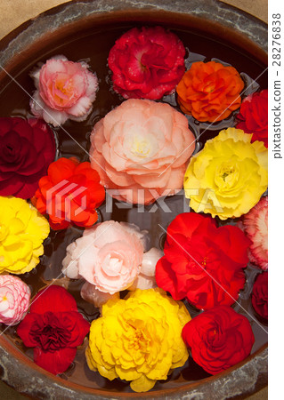 Rose flowers in the basin Various plants botanical park 28276838