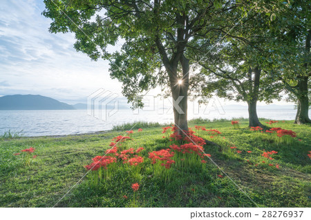 絕佳景觀·京濱花園(滋賀縣景觀)的群集孤挺花 絕佳景觀·京濱花園(滋賀縣景觀)的群集孤挺花 28276937