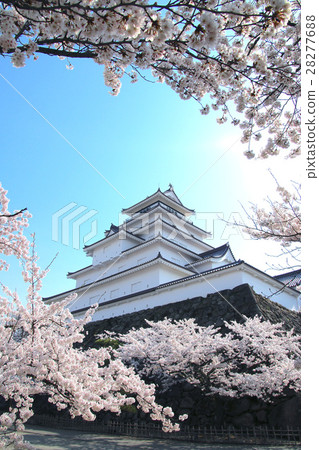 Tsuruga castle in spring (Aizuwakamatsu city) 28277688