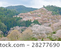 Yoshino 28277690