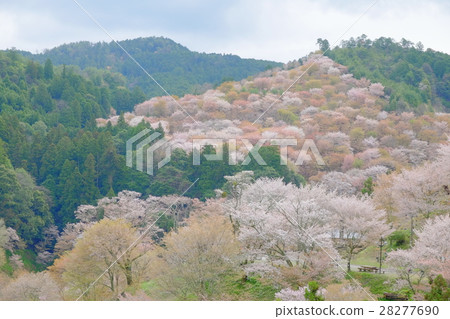 Yoshino 28277690