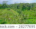 Rice terrace 28277695