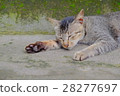 Cat 28277697