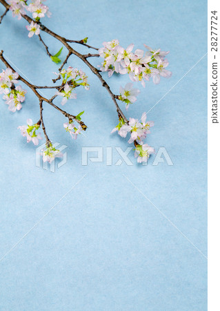 Keikaku cherry tree 28277724