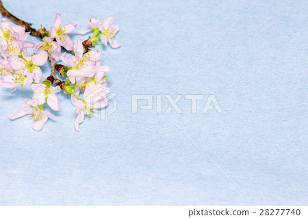 Keikaku cherry tree 28277740