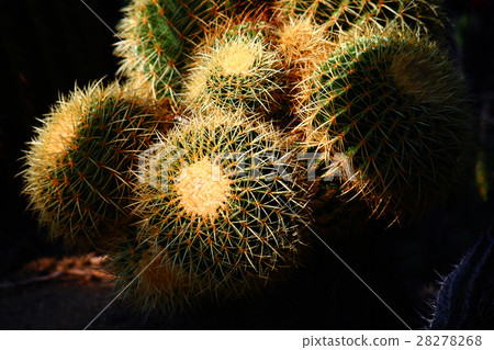 Greenhouse cactus's Sekibaru Maru Greenhouse cactus's Sekibaru Maru 28278268