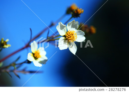 開花在冬天天空的白色五瓣花 開花在冬天天空的白色五瓣花 28278276