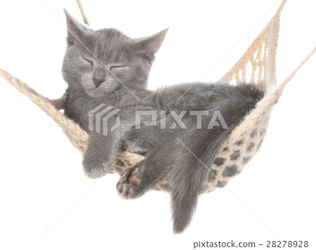 Cute gray kitten sleeping in hammock 28278928