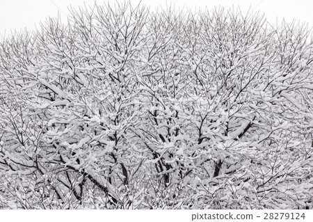 Snowy tree Snowy tree 28279124
