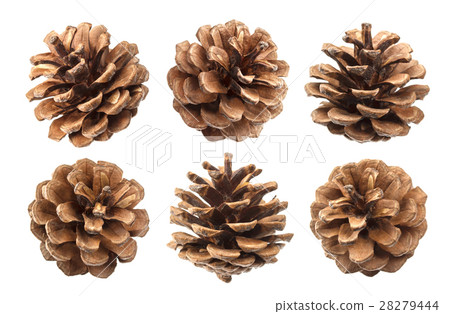 Pine cones isolated on a white background, with 28279444