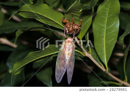 Emergence of cicada 37 28279981