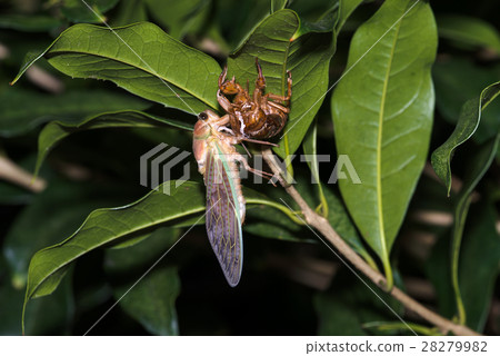 Emergence of cicada 38 28279982