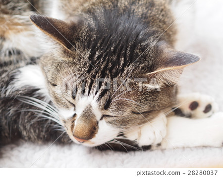A cat to take a nap 28280037