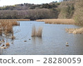 Ikko Lake Pond 28280059