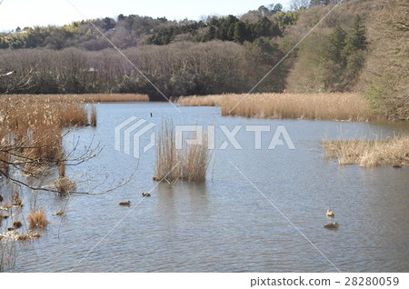 Ikko Lake Pond Ikko Lake Pond 28280059