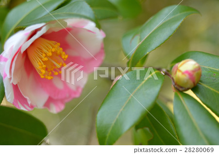 茶梅 茶梅 28280069