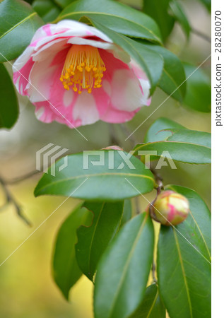 茶梅 茶梅 28280070