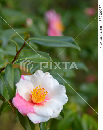 茶梅 茶梅 28280071