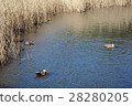 Duck Ichiroko 28280205
