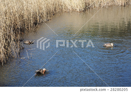 鴨Ichiroko 28280205