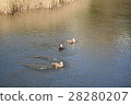 Duck Ichiroko 28280207