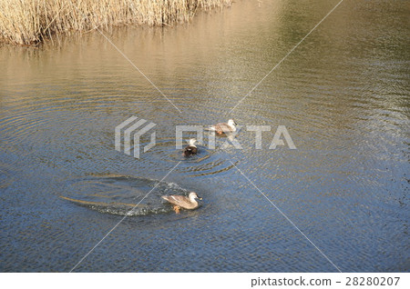 鴨Ichiroko 28280207