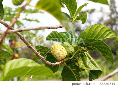 Noni in Hawaii Noni in Hawaii 28280245