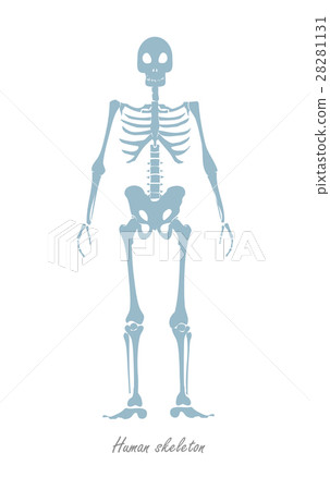Human Skeleton Isolated on White. Human Body 28281131