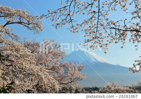 櫻花和富士 櫻花和富士 28281867