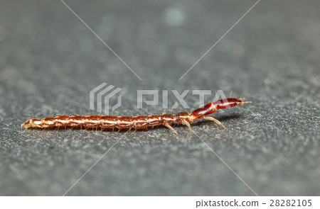 Crawling rove beetle 28282105