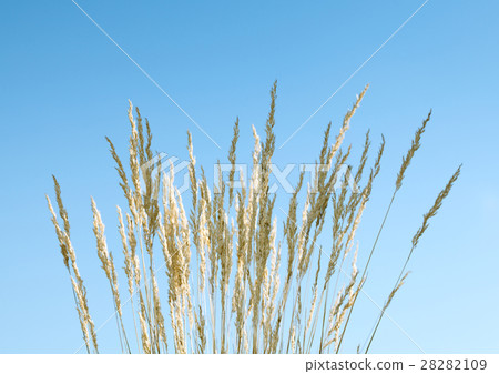 Yellow dry tassels 28282109