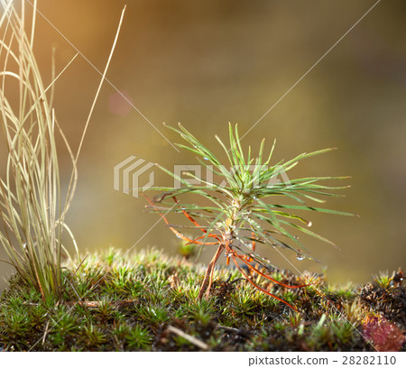 Sun after rain Sun after rain 28282110