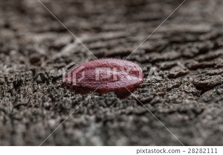Dead leaf on rough surface 28282111