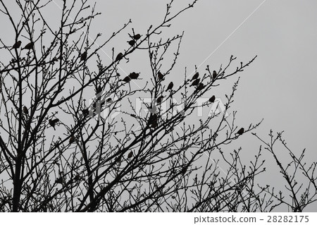 Sparrow Sparrow 28282175
