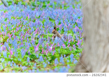 早春的Ezoris 28282341