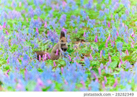 Ezoris of early spring Ezoris of early spring 28282349