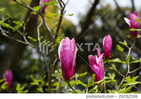 Magnolia 28282586