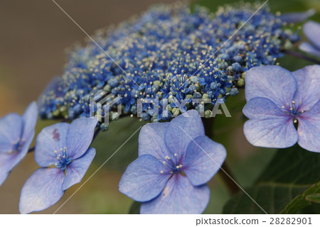 Flower hydrangea 28282901