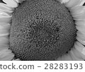 向日葵管狀花 28283193