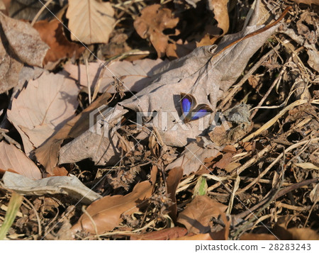 Overwintering Murasaki Shijimi Overwintering Murasaki Shijimi 28283243