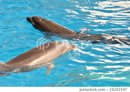 Sendai · Umi no Mori Aquarium 28283597