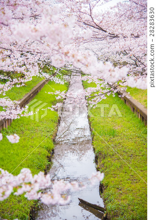 Cherry tree in full bloom  28283630