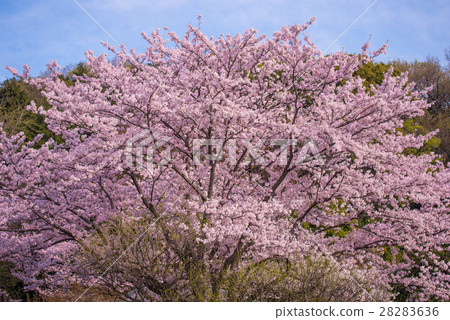 Cherry tree in full bloom  28283636