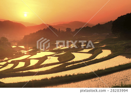 Rice terrace taken in early morning in Nagaya Osaka prefecture Nose-cho 28283994