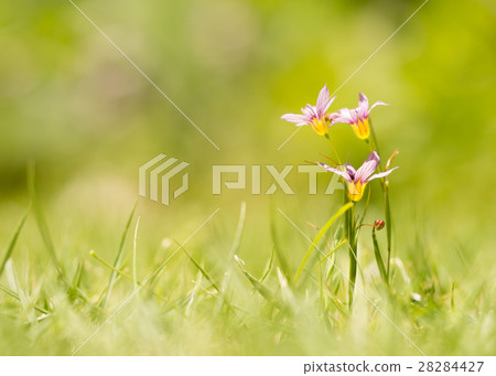 Niwazekishou 28284427