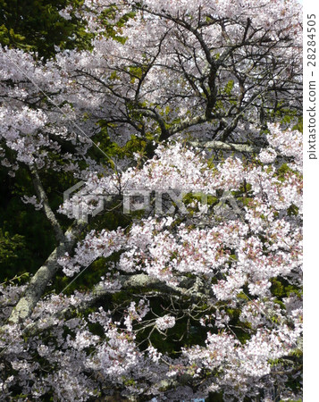 櫻花盛開 櫻花盛開 28284505