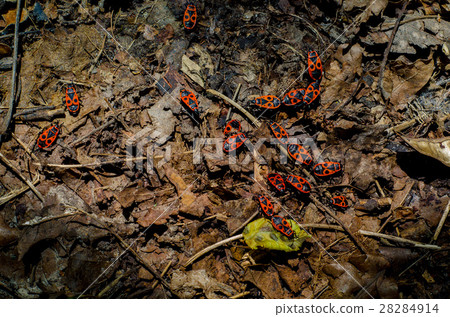 Photo Bug-soldiers on a fall leaves. 28284914