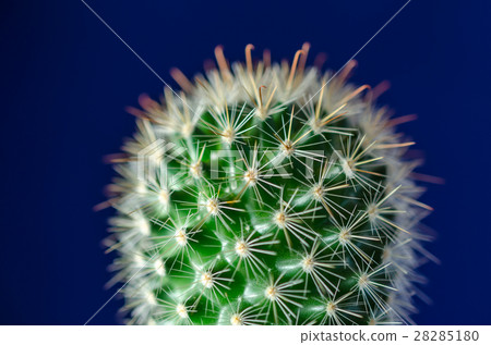 Cactus, blue background Cactus, blue background 28285180