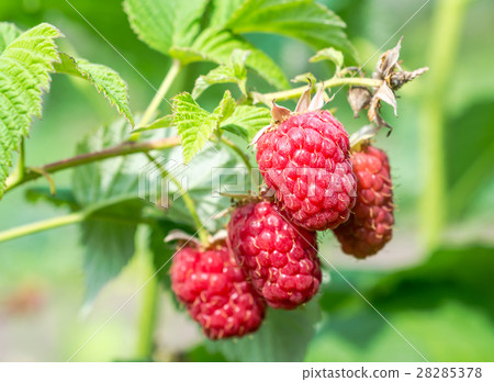 Raspberry Raspberry 28285378