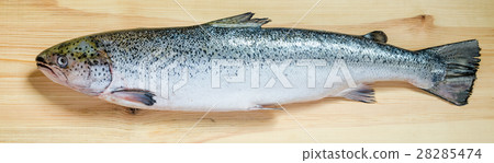 Atlantic Salmon whole fish 28285474